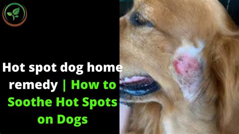 Hot Spot Dog Home Remedy How To Soothe Hot Spots On Dogs Natural