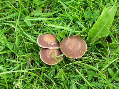 Mushroom identification is no easy task, even for experts. Smestow Valley Birding