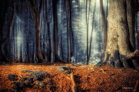 Forest Dream Stefan Jannesson See More At
