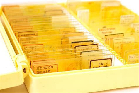Tissue Samples On A Slide In A Box Stock Photo Image Of Biological