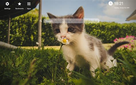 Kittens Wallpapers In New Tab Chrome ~ Maketingnewday