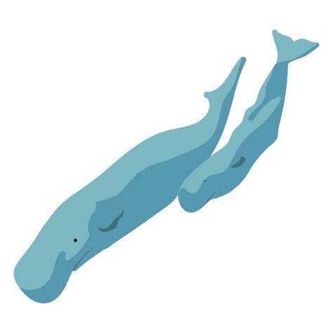 Cartoon Flat Two Whales Transparent Png And Svg Vector File