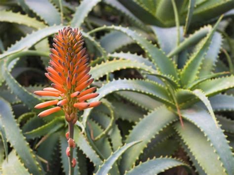 Wild species of aloe vera can live for a century. 12 Types of Aloe Plants and Aloe Care Tips for the Garden ...