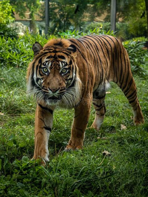 Closeup Of A Bengal Tiger Looking At The Camera Stock Photo Image Of