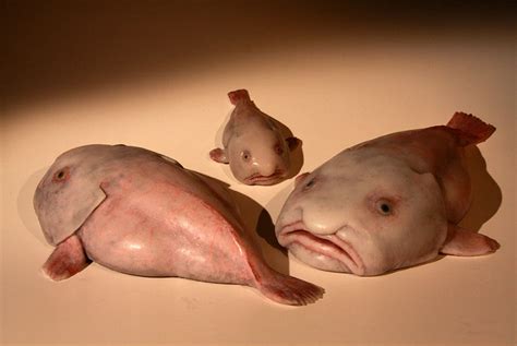 The Blobfish 5 Facts About The Oceans Ugliest Mug 30a