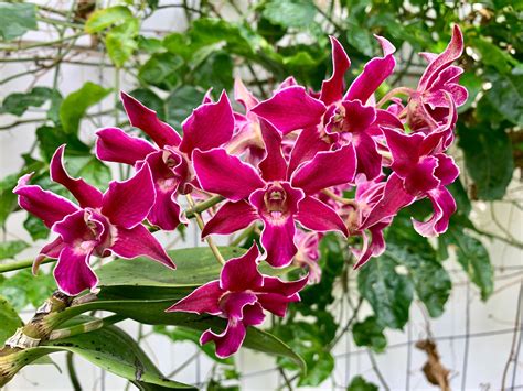 Purple Flowers Are Blooming In The Green House