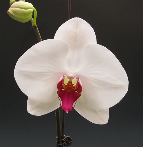 Orchidaceous Orchid Blog Fall Starts September 21st And Yes It Was