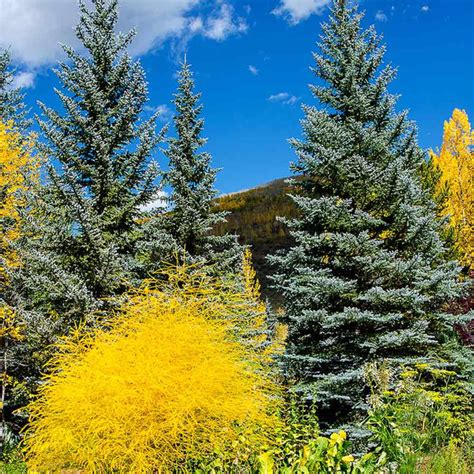 Colorado Blue Spruce Trees For Sale