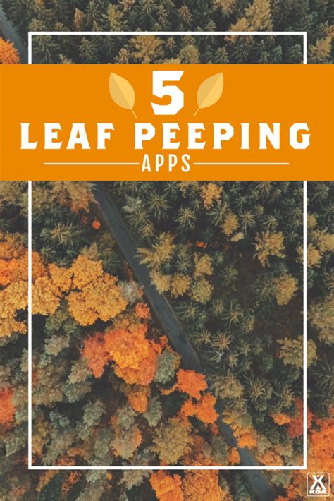 5 Leaf Peeping Apps Download These Apps To Make The Most Of Fall