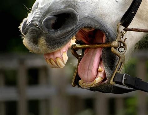 Heres What You Need To Know About Horse Teeth Horses Animals Horse