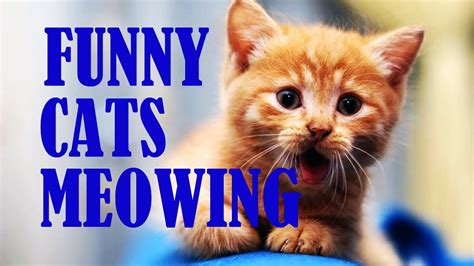 Funny Cats And Kittens Meowing Compilation 2016 May Funny Cat Video Youtube
