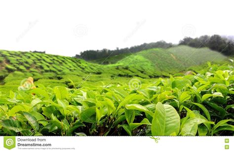 Attractions in the cameron highlands include visits to hydroponic strawberry farms, tea plantations, flower gardens and nurseries, honey bee farms and local markets selling local produce on the side of the road. Tea Farm Plantation In Cameron Highland Malaysia Stock ...