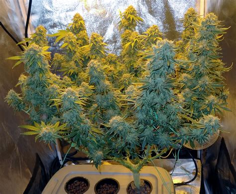 10 Tips And Tricks For Growing Weed Indoors Grow Weed Easy