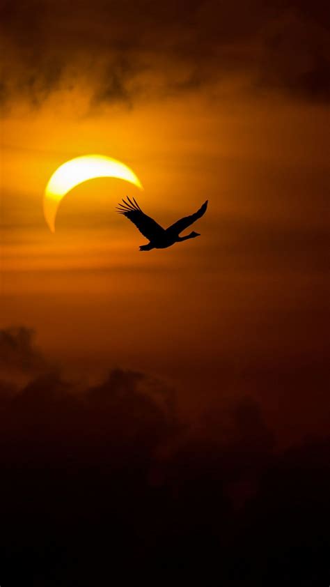 Flight Of The Night Swan Silhouette Crescent Moon Beautiful Moon