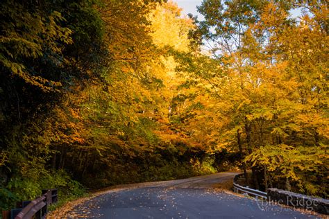 Fall Foliage 2022 Forecast And Guide Blue Ridge Mountain Life