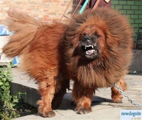 Red Tibetan Mastiff Dog Giant Dogs Big Dogs I Love Dogs Red Tibetan