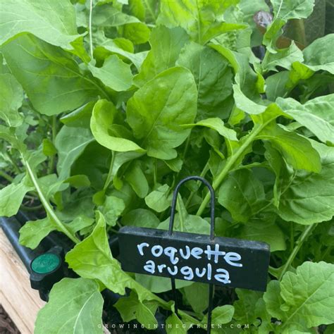 How To Grow Arugula 5 Tips For Growing Arugula Growing In The Garden