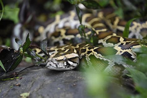 Burmese Python Fauna Conservationkadoorie Farm And Botanic Garden