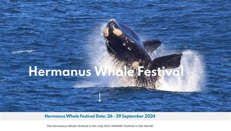 Hermanus Whale Festival Whale Festival Of Hermanus Hermanus