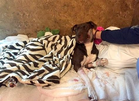 Caitlyn The Dog Found With Her Muzzle Taped One Year Later Life