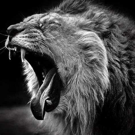 We did not find results for: 10 Best Angry Lion Wallpaper Black And White FULL HD 1080p ...