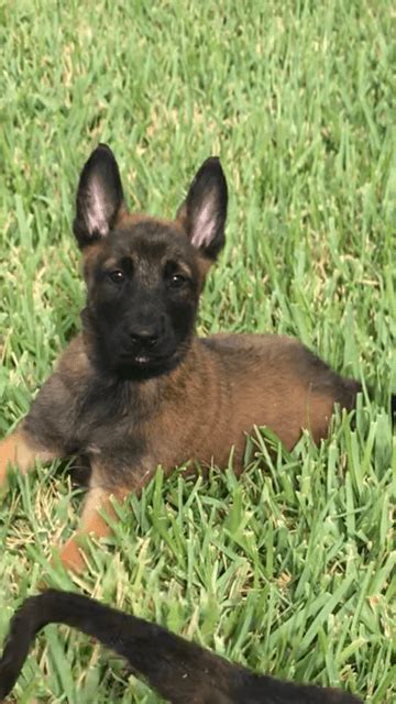 For the twenty seventh straight year, the nation's largest purebred dog registry has ranked labradors as the most popular breed in the country. Belgian Shepherd Dog (Malinois) Puppies For Sale ...