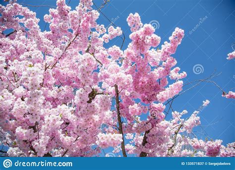 Beautiful Full Bloom Cherry Blossom Trees In The Early Spring Se Stock