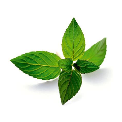China High Quality Dried Mint Leaves Peppermint Leaves China