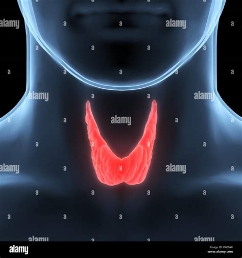 Human Glands Thyroid Gland Anatomy Stock Photo Alamy
