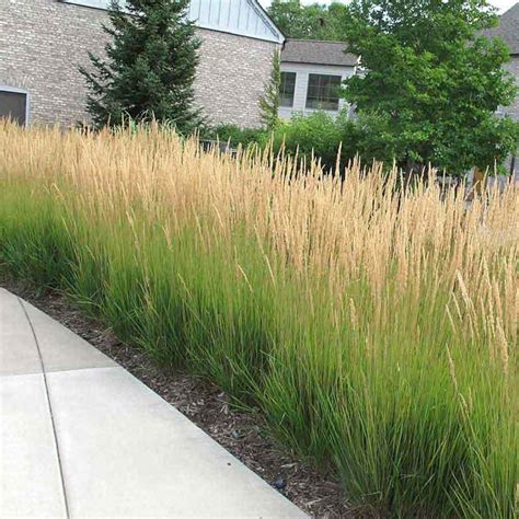 Privacy Plants Privacy Landscaping Front Yard Landscaping