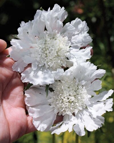 White Scabiosa Pincushion Flower Seeds Perennial 100 Fresh Organic Ebay