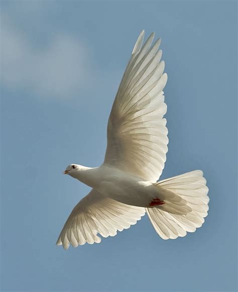 White Dove In Flight White Doves Beautiful Birds Pet Birds