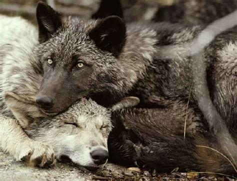 Precious Mates Wolf Love Grey Wolf Wolf Pup