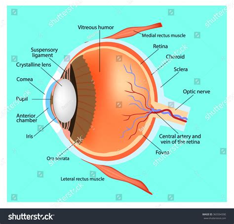 Structure Eye Human Eye Cross Section Stock Vector 365594390 Shutterstock