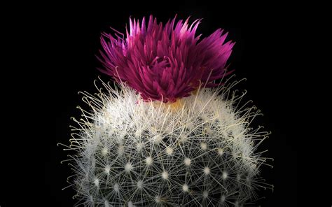 4k Cactus Pink Wallpapers High Quality Download Free