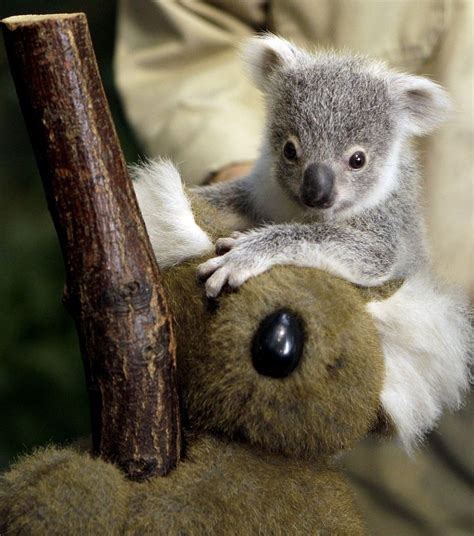 Explore a wide range of the best baby koala on besides good quality brands, you'll also find plenty of discounts when you shop for baby koala during big sales. 20 Koala Babies Are So Cute! - Meowlogy