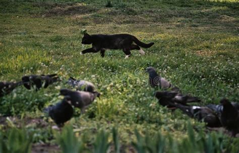 Cat And Doves Spring Atmosphere Cat Hunter Birds Green Grass Stock