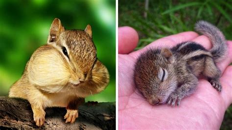Cutest Chipmunks Videos Compilation Cute Moment Of The Animals Cutest