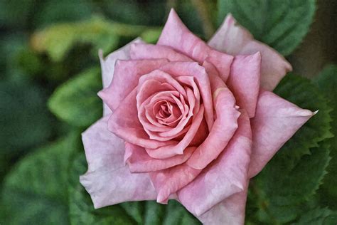 Pink Blooming Rose In Shade Photograph By Gaby Ethington Fine Art America