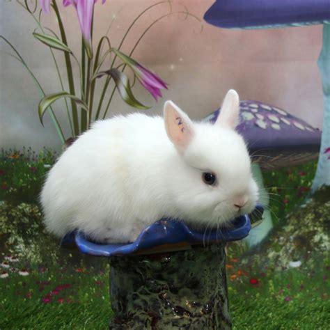 Netherland Dwarf Rabbit Rabbits For Sale Natick Ma 273056