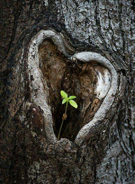 Kalp Heart In Nature Heart Art I Love Heart Happy Heart In Natura