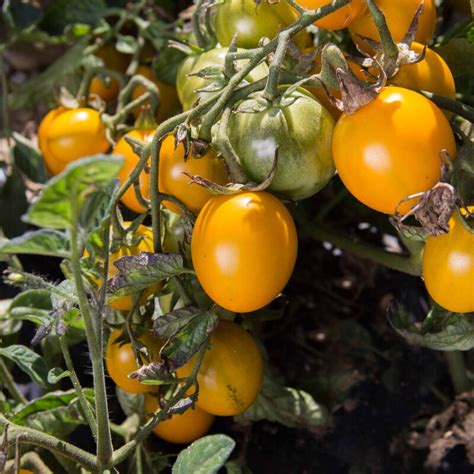 Tomate Cerise Jaune Saucy Green Association Kokopelli