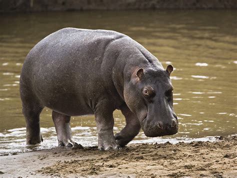 Hippopotamus Facts Interesting Information And Latest Pictures