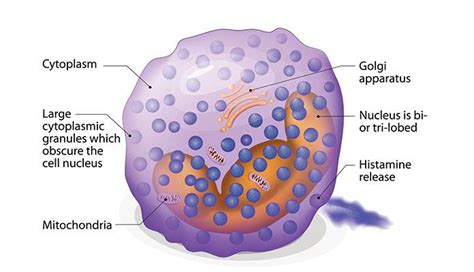 Basophil Characteristics And Structure Stock Vector