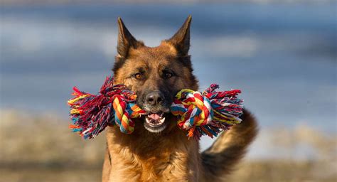 Puzzle & interactive german shepherd dog toys and to keep their minds occupied. Best Toys For German Shepherds - Keeping Them Entertained ...