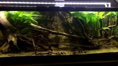 Amazon Biotope Aquarium With Altum Orinoco F3 Youtube