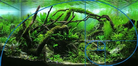 Get to know your aquatic plants and fish. Aquascaping Guide for Beginners