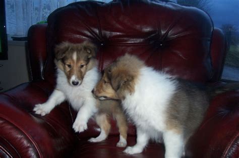 Rough Collie Puppies Lassie Puppies Ready Now