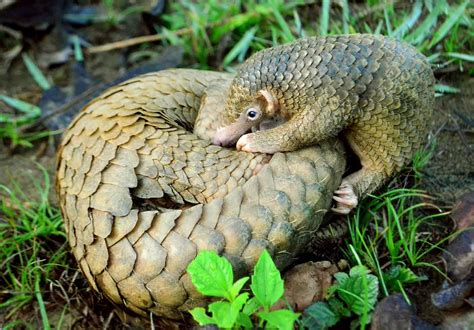 50 Interesting Pangolin Facts You Have To Know About