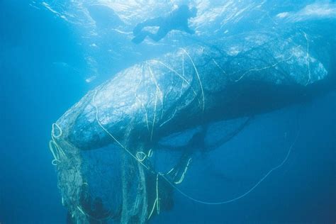 Ghost Gear Killing Hundreds Of Thousands Of Whales Seals Turtles
